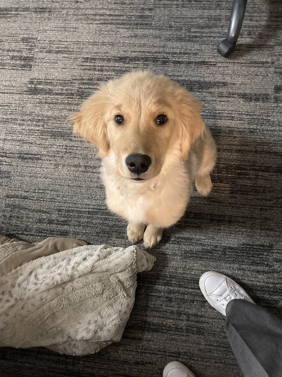 TV_Washburn's tweet photo. @DannyDeraney @Crosbydoggy We decided Hudson needed eyebrows… https://t.co/TslYta4QJs