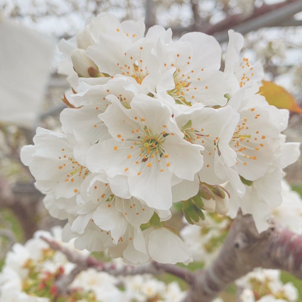 Scoop_Field's tweet photo. 桜はもう散ってしまいましたが、
さくらんぼの花は今が見頃です☺️🍒🌸 https://t.co/7QB5KocA79