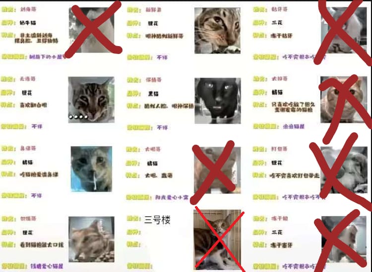 Alejo_23Esp's tweet photo. The cats marked with an X on their feeders have been identified by cyber activists and have notified the guardians of the feeders in order to protect them.
All activists involved in this case have connected with Hello Street Cat to immediately report the threats received. https://t.co/iuh16BMEHL