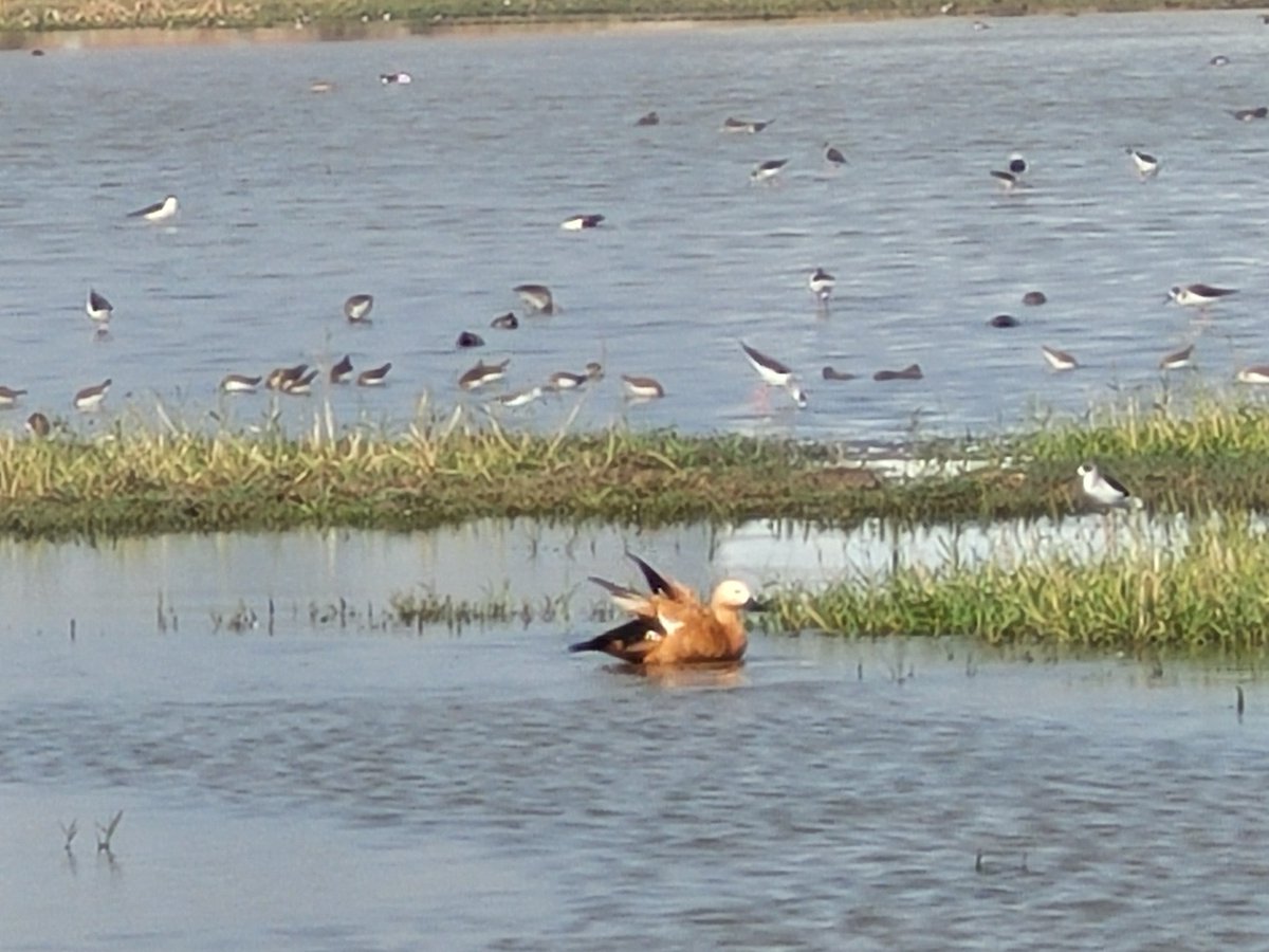 amibhatt's tweet photo. @kirola_hemant My most favorite is Ruddy shelduck followed by Bar headed Goose and one that I have been seeing frequently lately is Gargney

#IndiAves #BirdsSeenIn2024 #birds #birdwatching #birding #India #Gujarat #Ahmedabad #mobilephotography https://t.co/6lmH1m9RhS