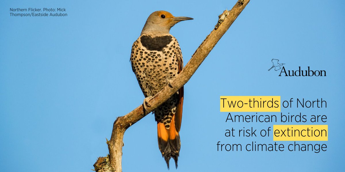 Wondering how climate change is impacting your local birds? Enter your zip code into Audubon's Birds and Climate Visualizer to find out. bit.ly/2NuuwAJ #BirdsTellUs