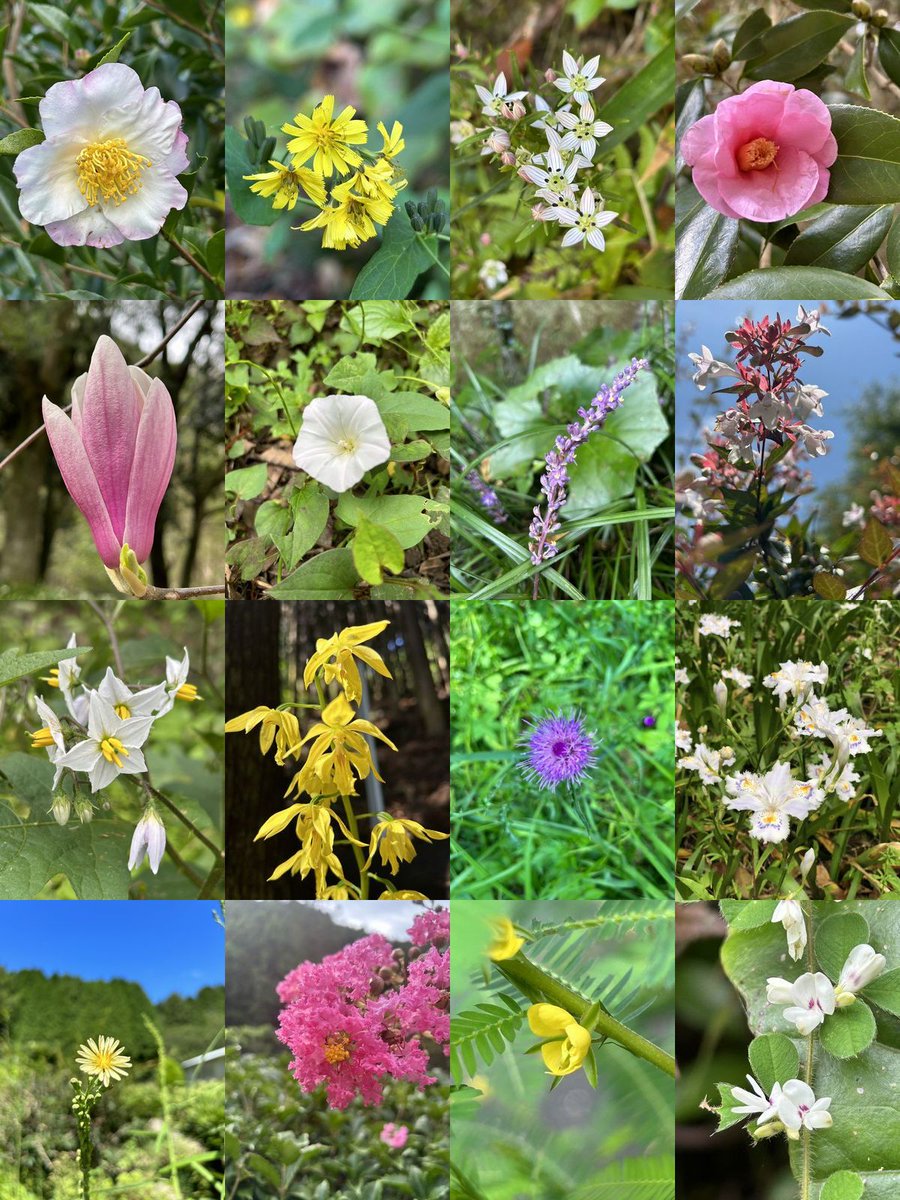 コレクション
　
この１年間に撮影した四季色とりどりの花の写真
※ ごく一部です
　
#京都大学
#フィールド科学教育研究センター
#徳山試験地
#アニバーサリー
#anniversary
#周南市
#演習林