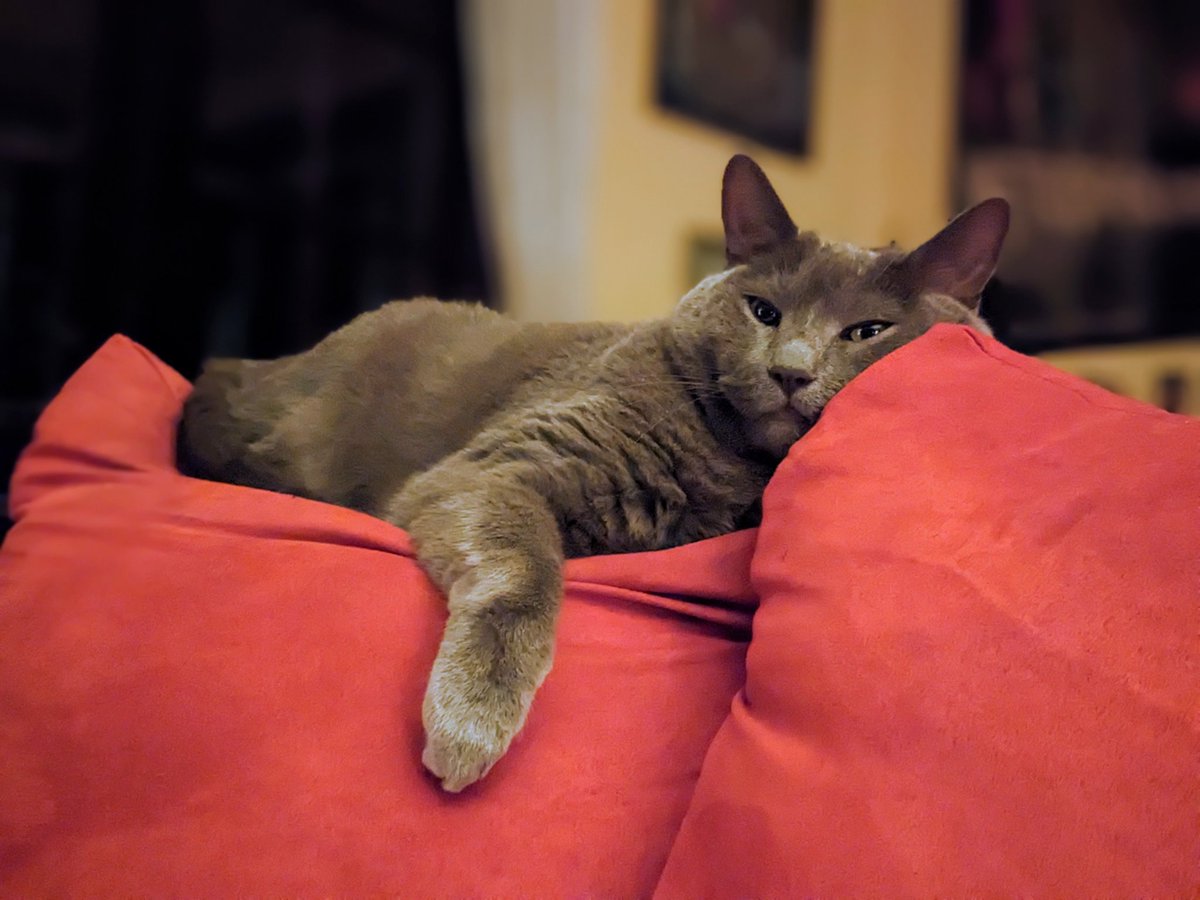 hasUnow's tweet photo. Hey so my kitty ; Lt. Dan is sick. Needs surgery. It's gonna cost a boat load.

Wanna help?

Maybe pick up a little something from my shop or if that ain't in the cards, could you just share this tweet?

Hug them pets interweb friends!

https://t.co/iULQALlTPp https://t.co/UIg8y4RsMm