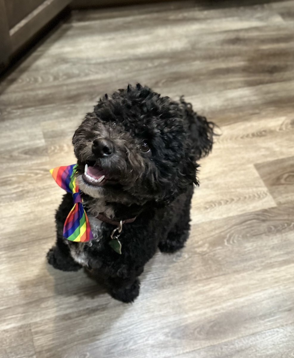 ```It's my first birthday and I've already started celebrating! New toys, pup cup, and treats - this is great! #dogsoftwitter #birthdayboy #bernedoodle #iamone```