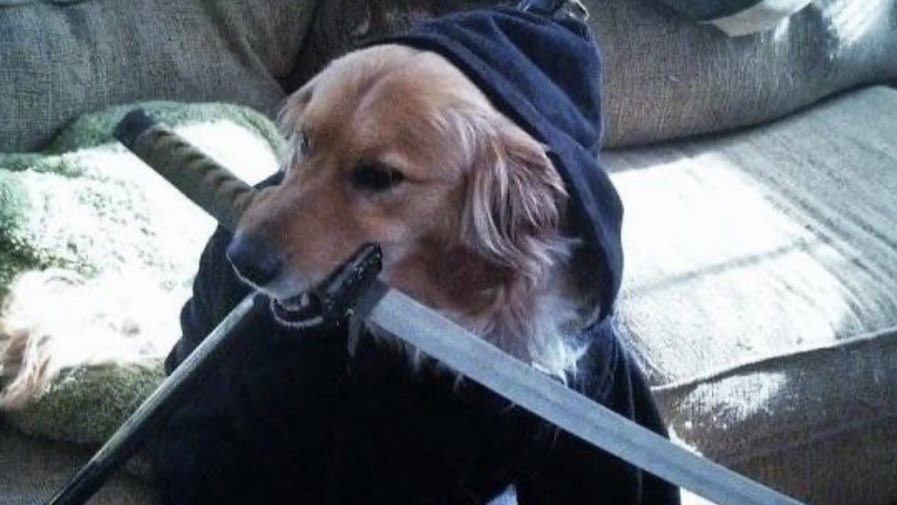 not__dog__'s tweet photo. "Their techniques... lost." https://t.co/A5ikdckJGt