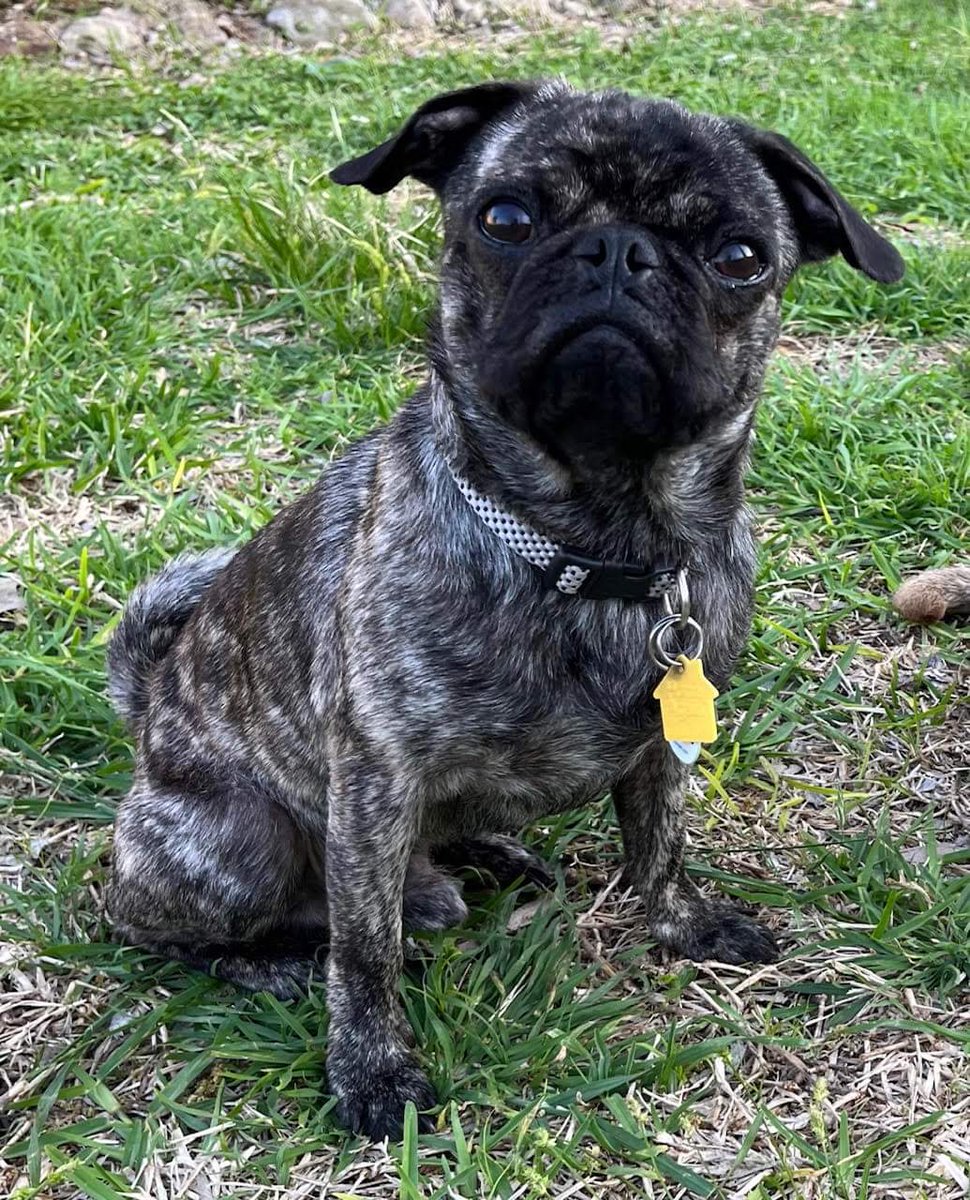 Greetings, Earthlings! I'm Astro, the one-year-old pug ready to launch into your heart like a rocket! So, are you ready to blast off with me? I promise to bring plenty of cosmic cuddles, games, and interstellar adventures to your universe! austinpugrescue.com/adoption-appli…