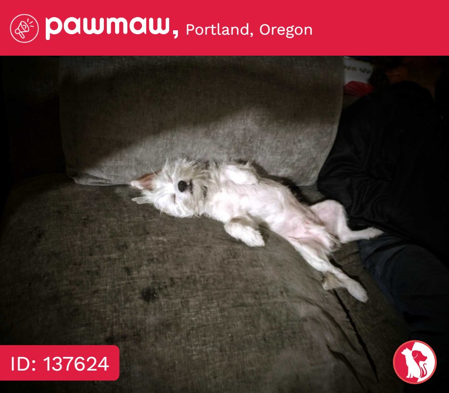 Tahoe - Lost Dog in Portland, Oregon, 97233

More Details:
pawmaw.com/lost-tahoe/137…

#LostPetFlyer #pawmaw
#LostDog #LostPet #MissingDo
#LostCat #LostPetFlyer #FoundPet