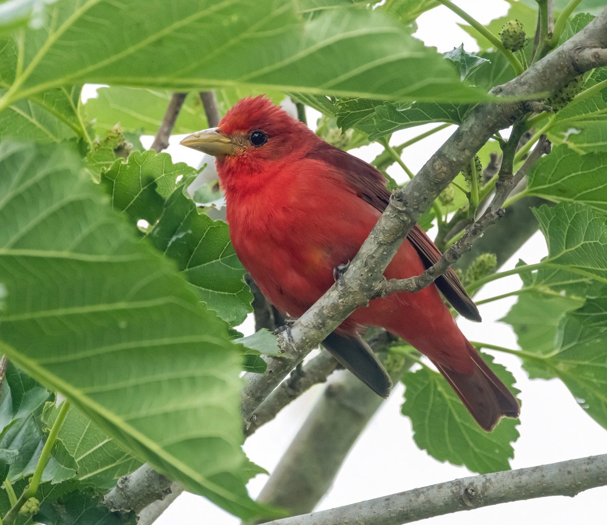 Summer Tanager at Leonabelle Turnbull Birding Center. Photo courtesy of David Joseph Sikes. Spring migration is getting better daily. #springmigration #birding