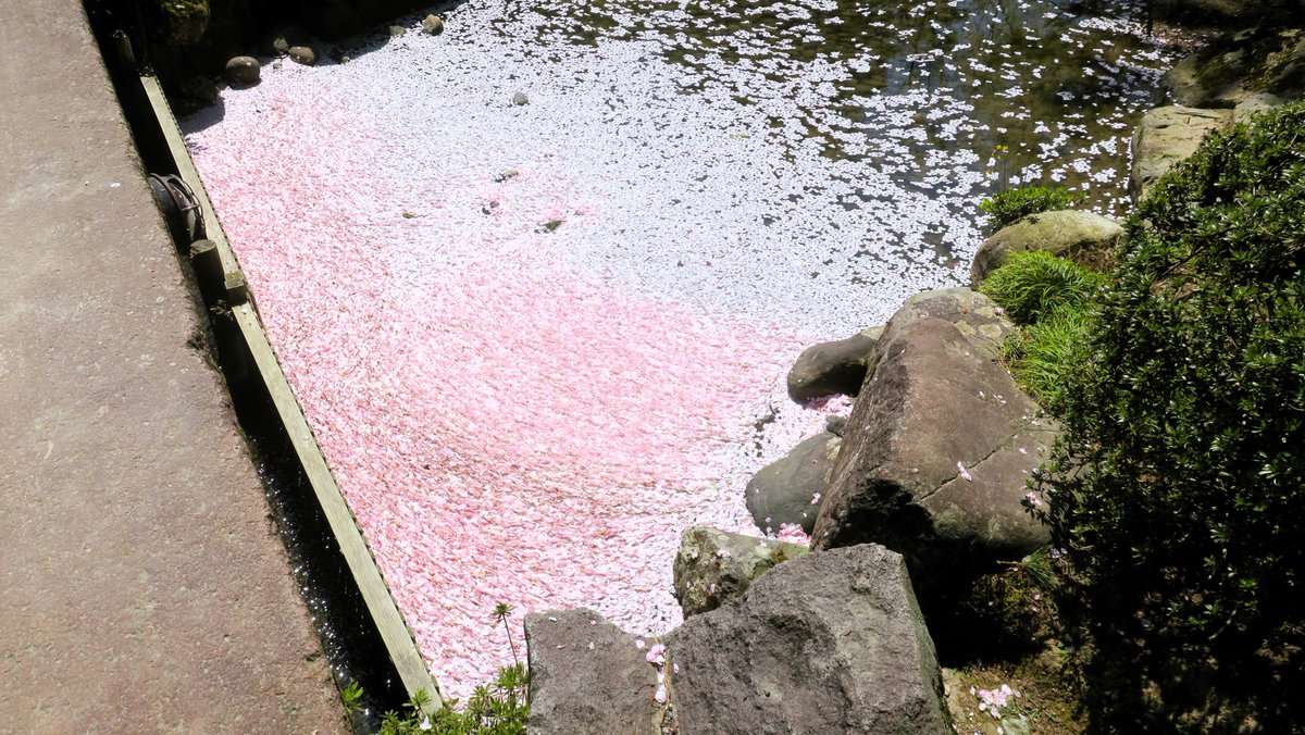 The cherry blossoms at Kenrokuen had begun to fall, but that made the scene even more beautiful. The last photo shows a carpet made of fallen cherry blossom petals. #兼六園 #桜