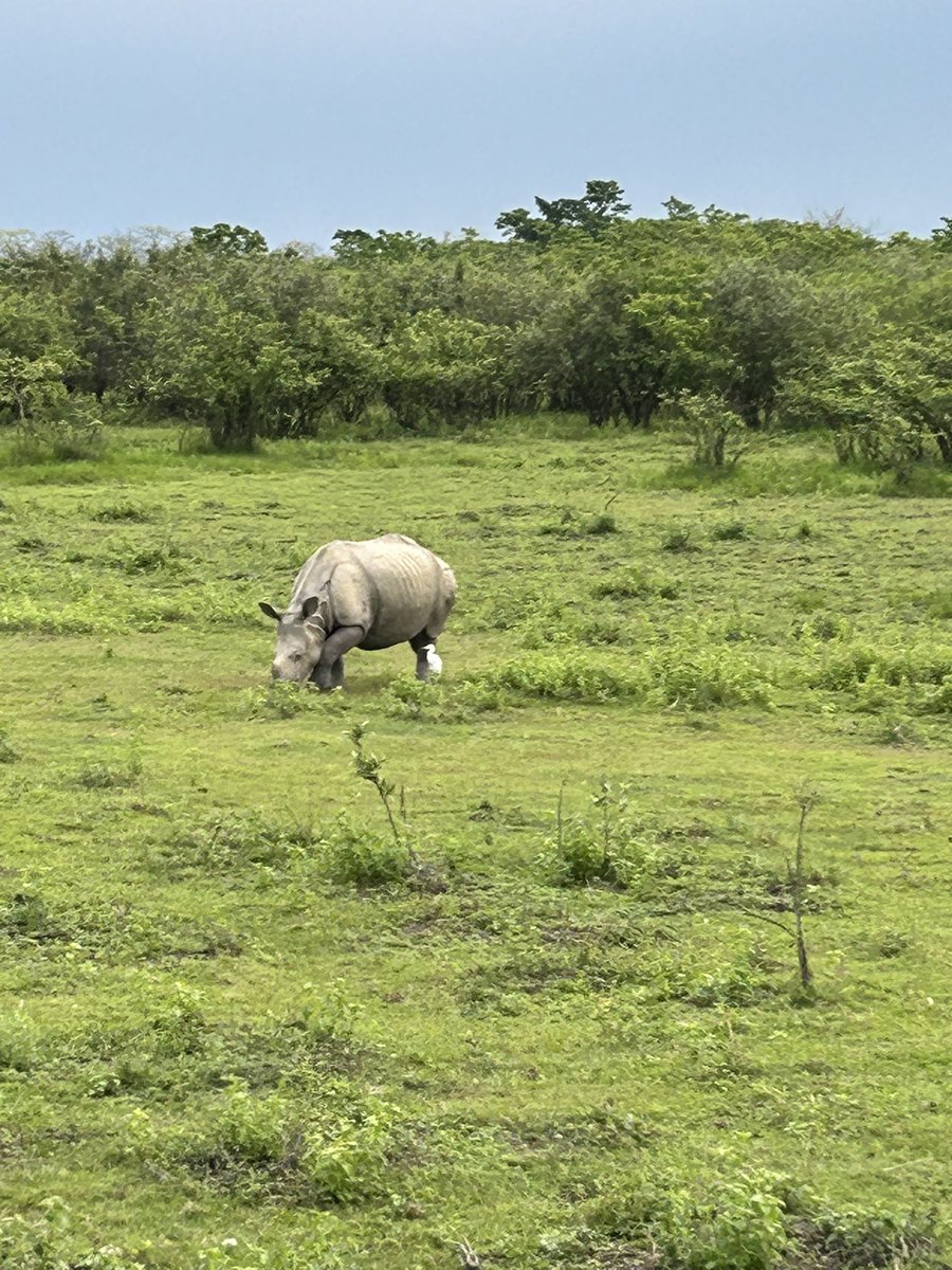 📍Kaziranga, Assam
Enjoying the biodiversity #India has on offer.