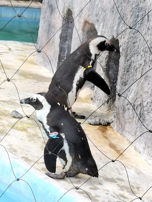 「outdoors penguin」 illustration images(Latest)