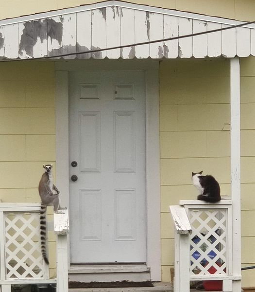 Lemur on the loose in Aransas Pass, Tx. Photo courtesy of Richard Anthony Gleason and taken today. Hanging out with the locals. #lemurontherun