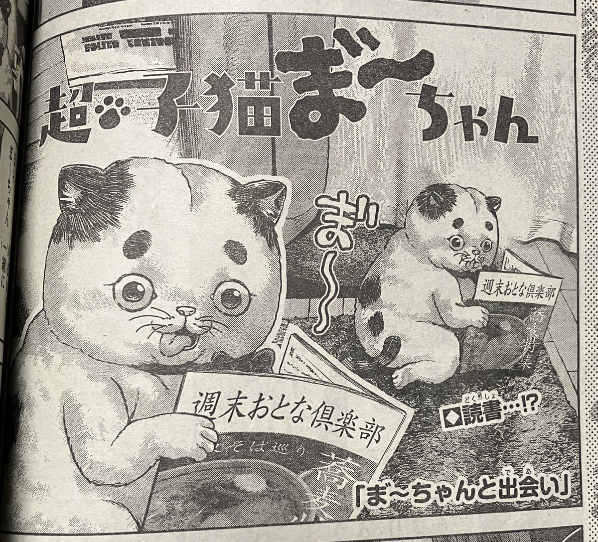 本日発売の週刊少年チャンピオンより『超・子猫 ま゛〜ちゃん』の短期集中連載がスタートします。初回はセンターカラー+1&2話同時掲載です。ま゛〜ちゃんもあれですが刃牙らへんが今めちゃくちゃ面白いので実際買いだと思います。よろしくお願いします! 