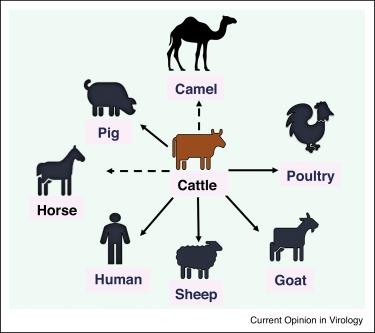 Cattle are, of course, the central reservoir for influenza D viruses (a different virus species). Lots of scope for interesting work still to be done on influenza viruses in cattle. 
👉doi.org/10.1016/j.covi…
(5/5)