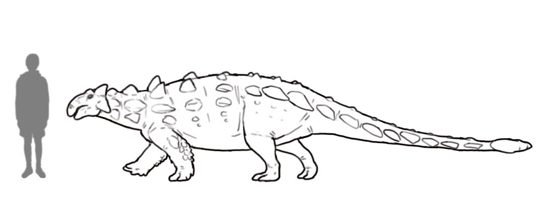 Zuul was a large armoured dinosaur known from the late Cretaceous of Montana. Localized “battle scars” on the dinosaur’s armour suggest its tail club might have been used for ritualized intraspecific combat - though shins may also have been on the menu. #100DaysofDinosaurs day 69