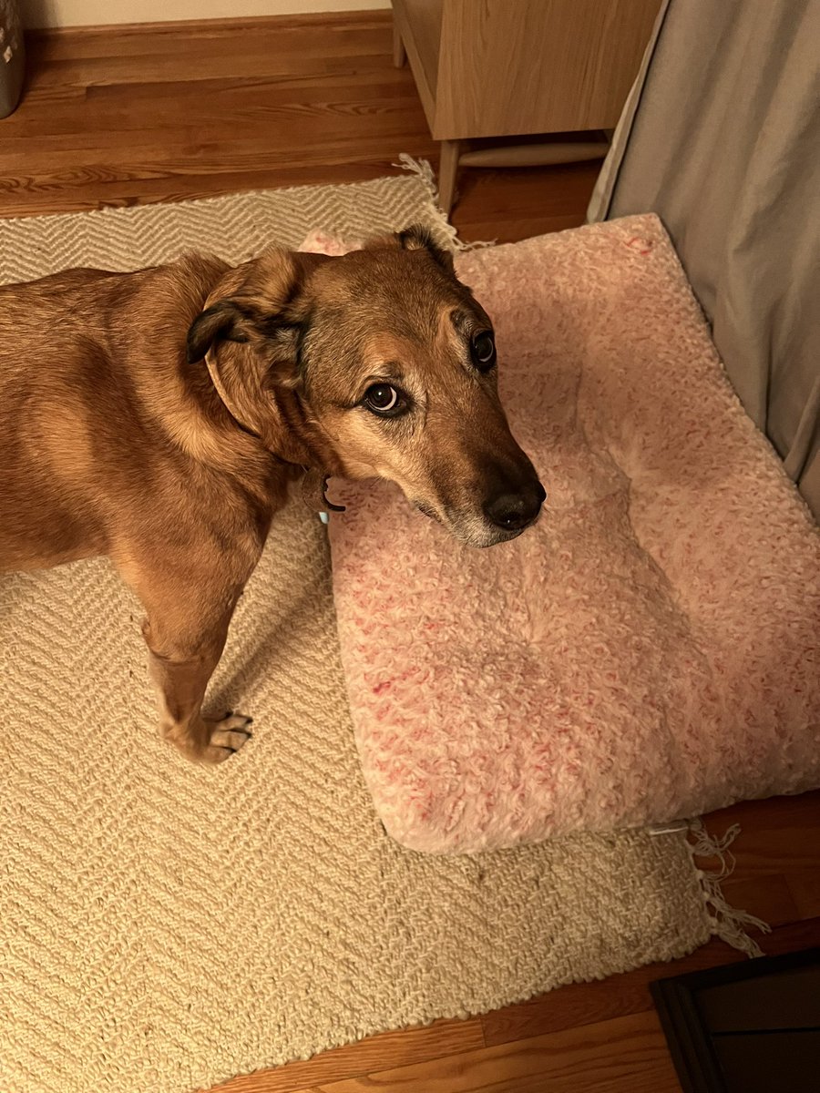 Cooper giving me the stink eye after being told that he cannot sleep in the guest room with @DorfmanDoron