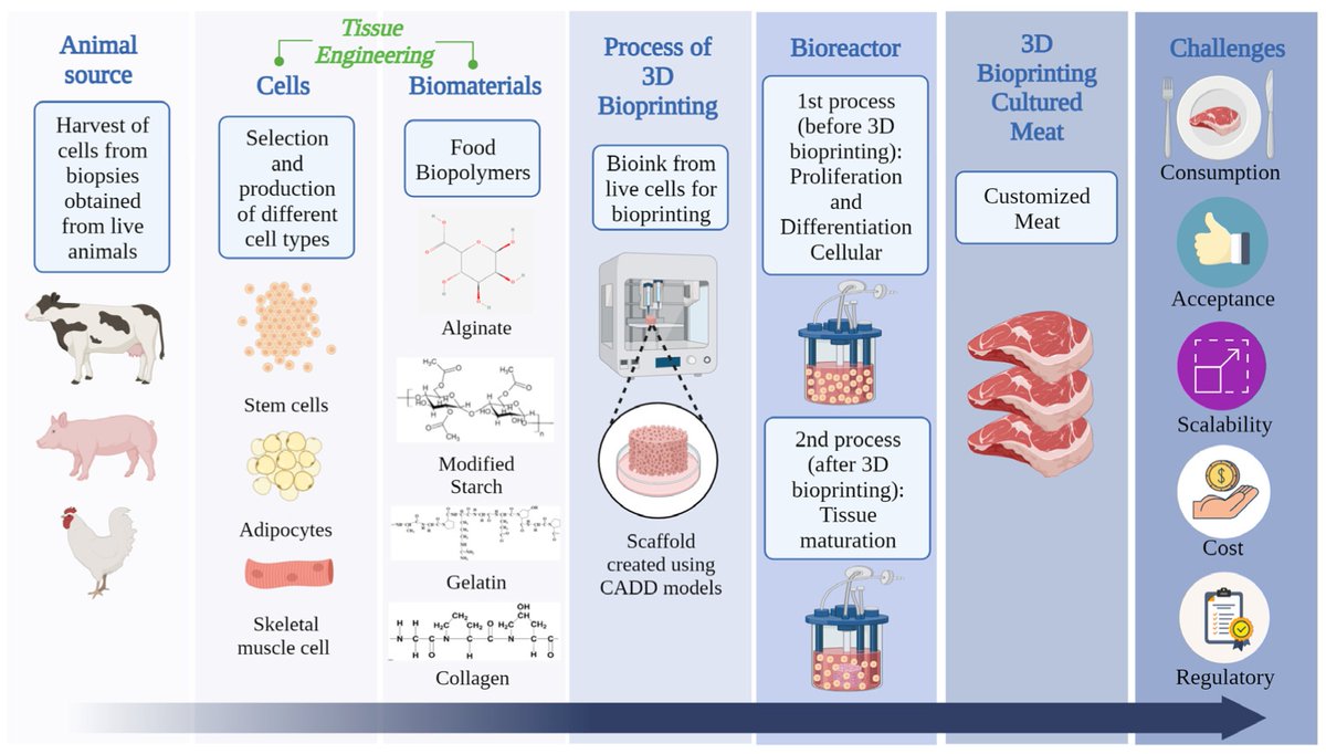 📢 Read our Review paper
📚 Trends and Technological Challenges of 3D Bioprinting in Cultured Meat: Technological Prospection
🔗 mdpi.com/2076-3417/13/2…
👨‍🔬 by Dr. Willams Barbosa et al.
#culturedmeat #3Dbioprinting