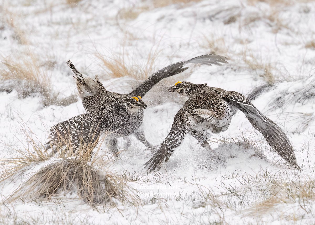 KamalaKyle's tweet photo. Another Sharp-tailed Grouse battle-shot, love the unique contrast the snow adds!

#sharptailedgrouse #sharptailgrouse #sharptail
#tympanuchusphasianellus #prairiegrouse #firegrouse
#prairiechicken #lek #lekking #survivalofthefittest #parabellum #epicwildlife #fightclub #prairies https://t.co/xgOQY5XBgG