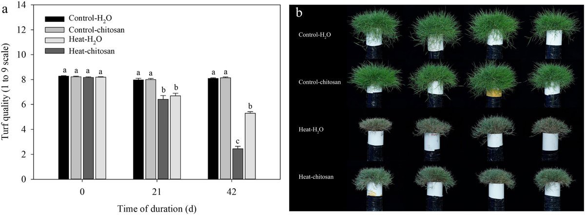 #GrassResearch  

Discover how Chitosan boosts #heat tolerance in creeping bentgrass through modifications in its #antioxidant defense system and #gene expression❗ Stay tuned for groundbreaking insights.📷

@GrassResearch 

Details: maxapress.com/article/doi/10…