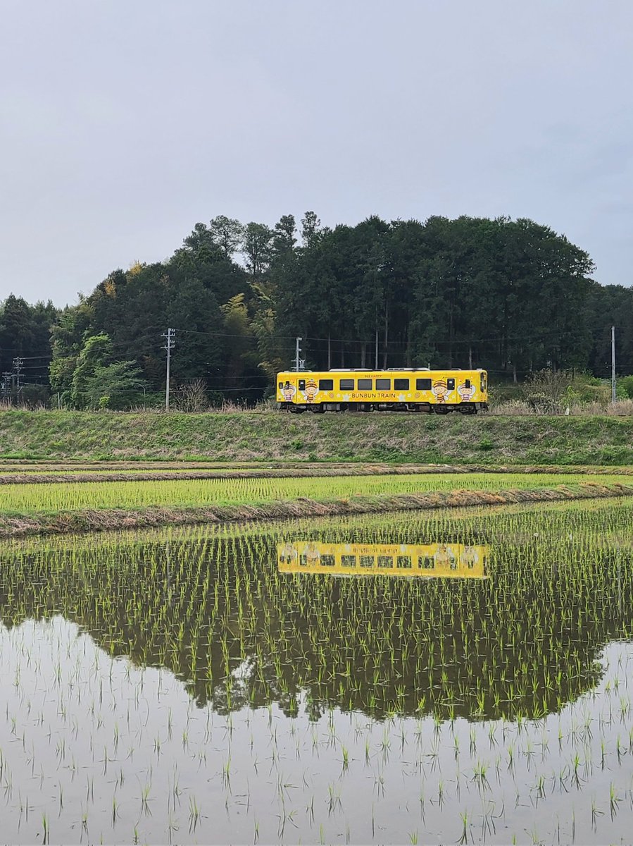 今日の天浜線🎶 早苗の田んぼに映えるぶんぶん #今日の天浜線 #BUNBUNTRAIN #ぶんぶん #るんるん #長坂養蜂場 #ぶんぶんに出会えるまち #田んぼ #一宮 #森町 #THR #天竜浜名湖鉄道 #天浜線 #天浜線のある風景 #地域とともに明日へ #夢を明日へ #天浜線を応援します #がんばろう天浜線