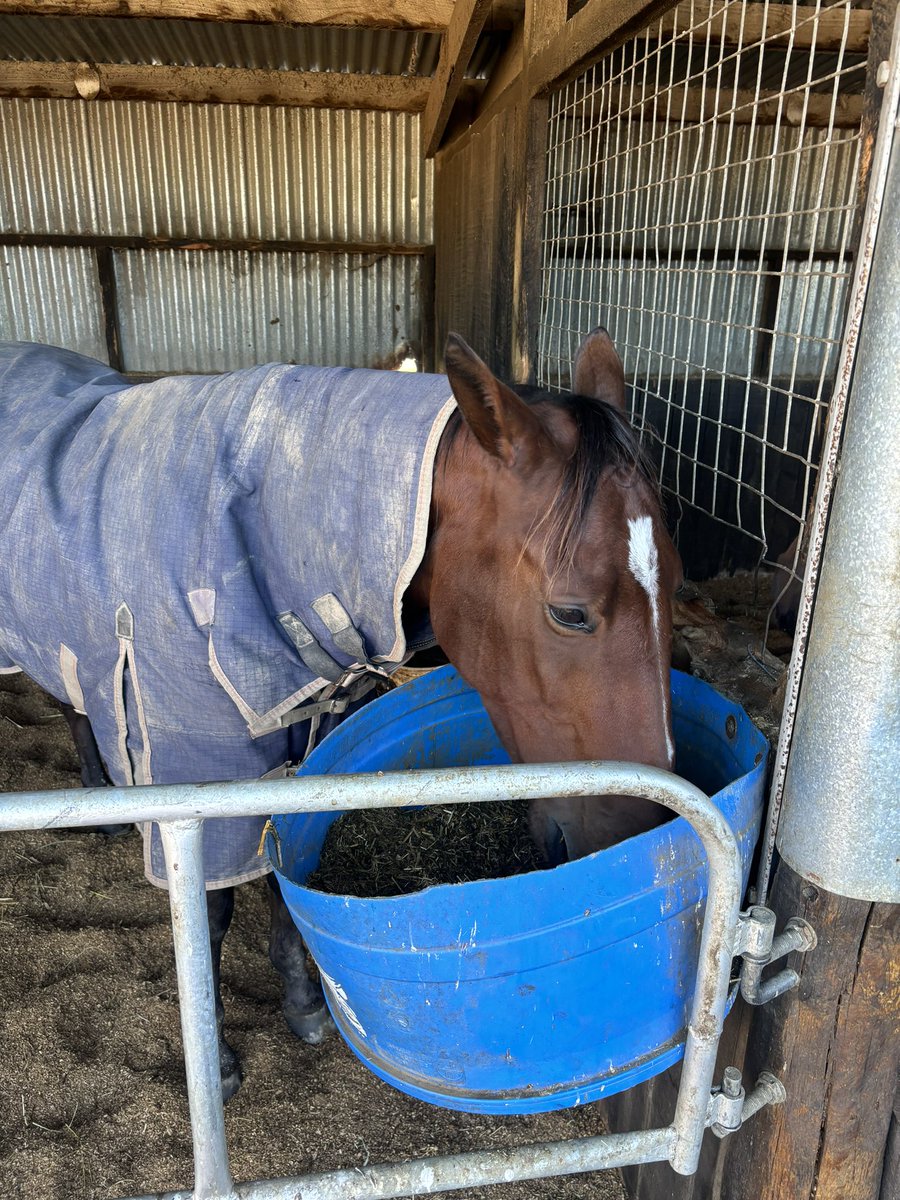 Whiteotj92's tweet photo. American Me enjoying his feed as he looks forward to a trip to Auckland next Monday to take on the feature racing over the next 5 weeks. Main target the Auckland Cup. @MattMarkham07 @MPedenRacing @GuerinSports https://t.co/bp2LgThzKA