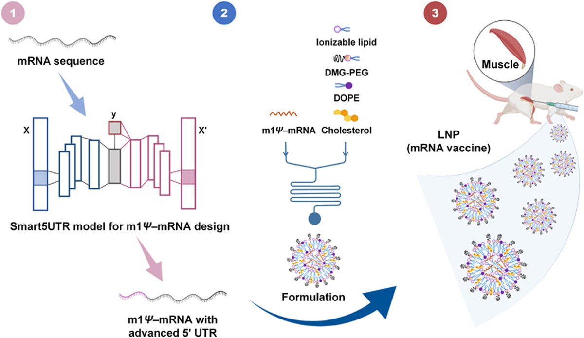 Article✍️A novel deep generative model for #mRNA #vaccine development: Designing 5′ #UTRs with N1-methyl-#pseudouridine modification. From Dr. Song @SichuanUniversity; @cityuniversityofhongkong. sciencedirect.com/science/articl….