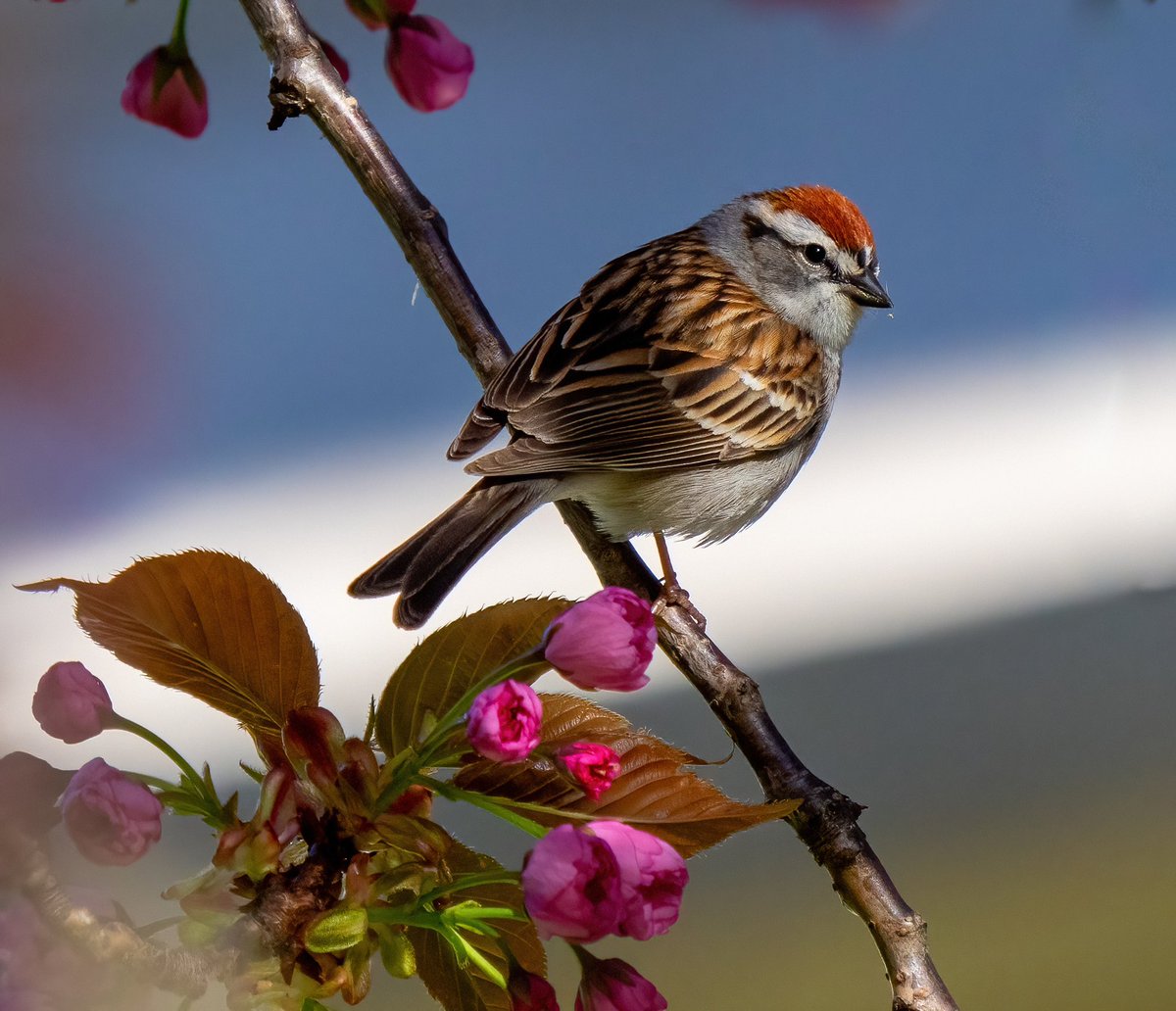 Savannah, Swamp, Song and Chipping sparrow  @GreenwoodCem #birdcpp #BirdsSeenIn2024 #birding #BirdTwitter  @inaturalist #BirdsofNYC #BirdsOfTwitter #birdphotography #NewYorkCity #SonyA1 @BirdBrklyn #springmigration #sparrow