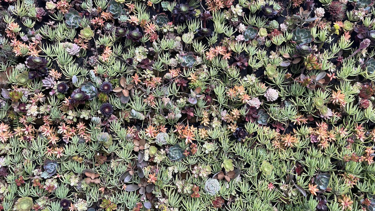 Some pretty impressive succulent gardens here in Santa Monica. Love this “green wall” and no free water for mosquitoes either! Most green walls I see in Australia either have a lot of water in irrigation or bromeliads in walls. Nice work California @AMCAmosquito #mosquitoweek 🦟