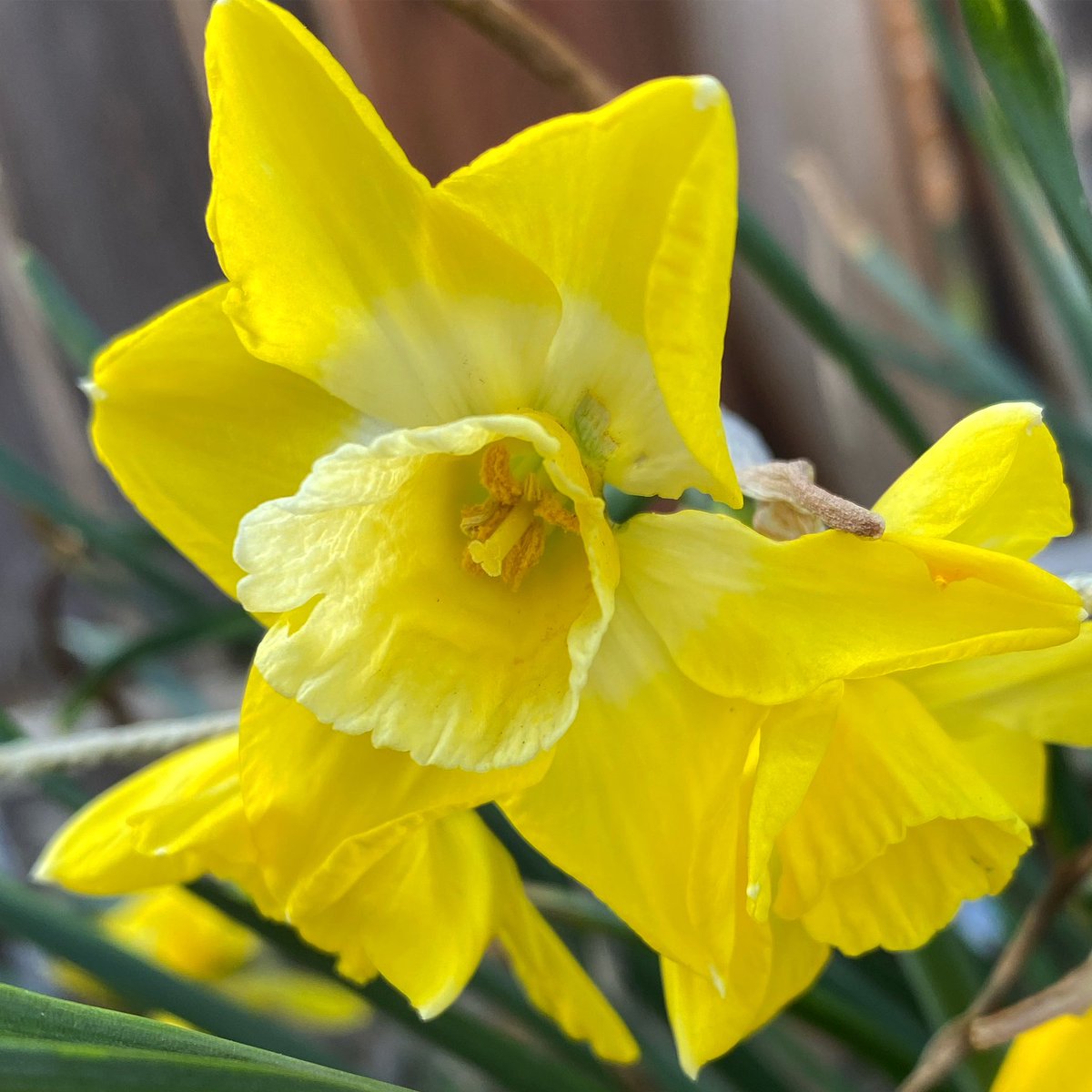 Something beautiful for this day: Daffodils, Yakima, Washington (April 2024).