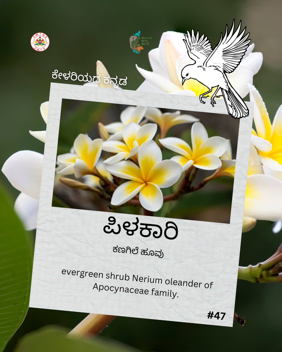 ಇಂದಿನ ಪದ ಪಿಳಕಾರಿ. #KFDwordseries #KannadaWord #LearnAword #Nature #flora #flowers #variety #magic