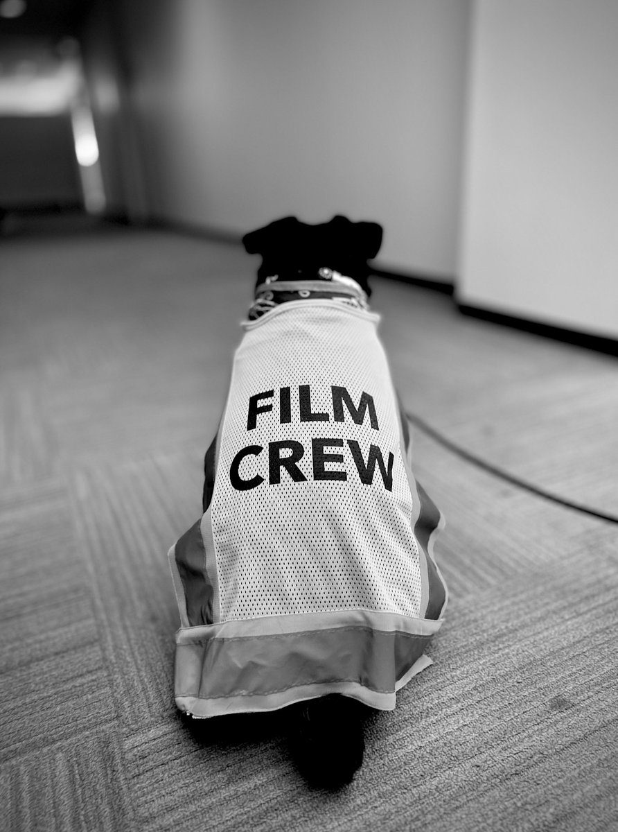 Office dog is the best! #filmmaking #hollywood #location #safetybest