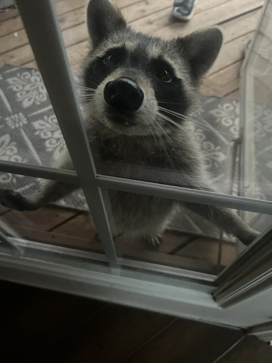 raccoon in my backyard today 🧍‍♂️