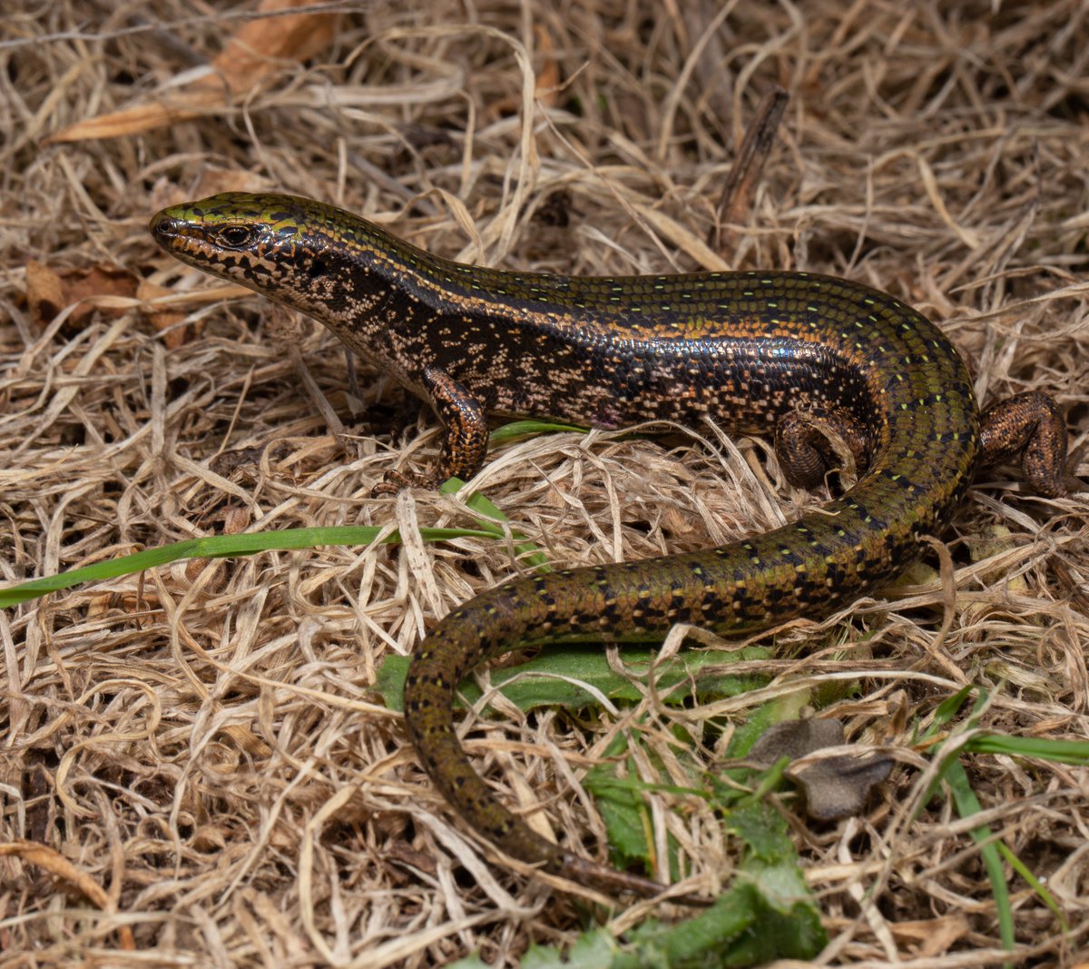 Canterbury spotted skink in serious trouble. One of our rarest, seldom-seen skinks is even more threatened than we had thought, with fewer than 1000 mature individuals. For more information, read on: bit.ly/3UkVM8B