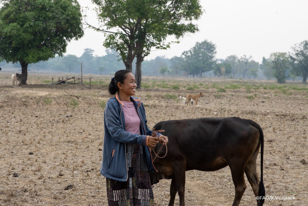 In Lao People's Democratic Republic, farmers are at risk of losing their livestock in floods. Thanks to EU support, @FAO & local authorities organise simulation exercises to help the community prepare for floods by using livestock evacuation shelters and watertight drums.