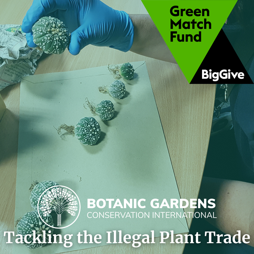 🌳☘️🍀🪴🌳🪸🪸 @IITAForestCenter, global conservation partner with @bgci Botanic Gardens Conservation International, is delighted to be a part of this worldwide plant conservation effort. We solicit your support in donations to tackle illegal plant trade contributing to