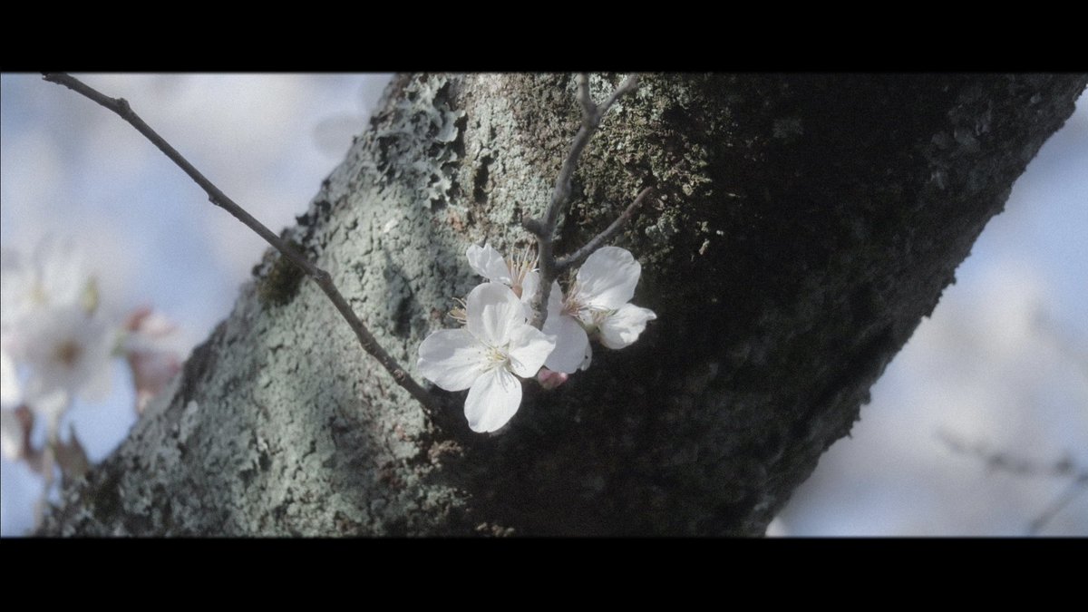 atmarkaoi's tweet photo. spring https://t.co/bDrnswUmKK