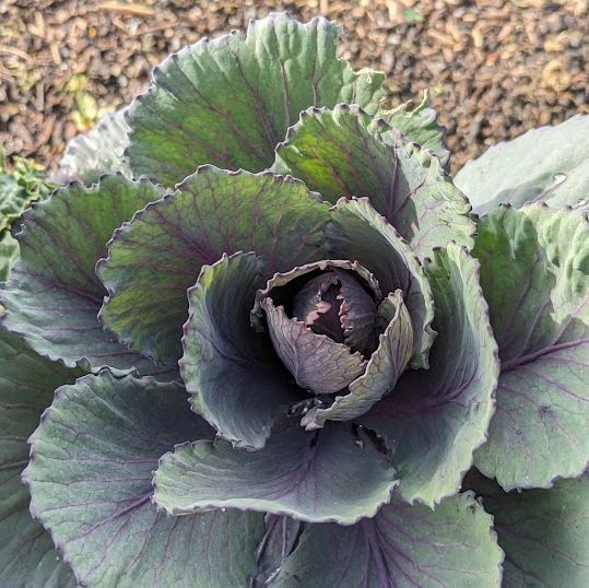 Railway Gardens tweet media