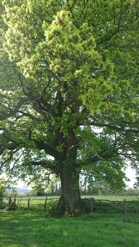Tree of the Day on the Greenwich Meridian Trail is this magnificent veteran oak near Barcombe. #walking #Spring #trees #ancienttrees #oak