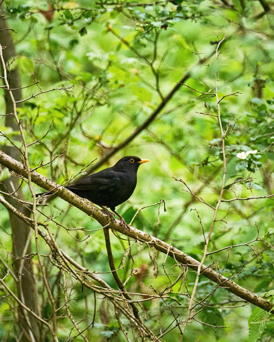 Unterwegs in Rheinland-Pfalz. Ein Amselmännchen im Langenlonsheimer Wald. #rheinlandpfalz #langenlonsheim #wald #naheland #fotografie #photography #wildlife #omsystem #captureone