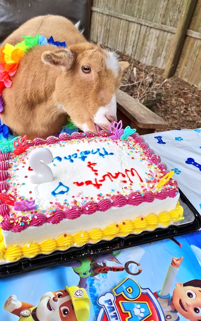 🐐Winston🌈Thatcher🌈Domino, Walnut, Jasper🐐 tweet media