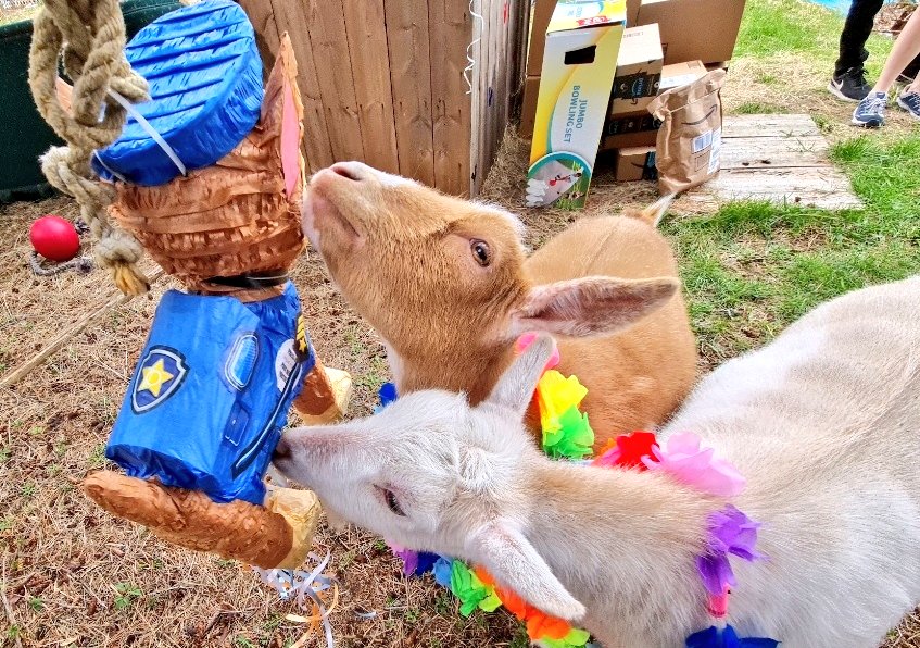 🐐Winston🌈Thatcher🌈Domino, Walnut, Jasper🐐 tweet media