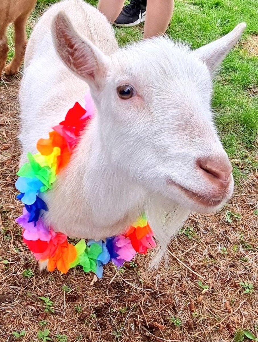 🐐Winston🌈Thatcher🌈Domino, Walnut, Jasper🐐 tweet media