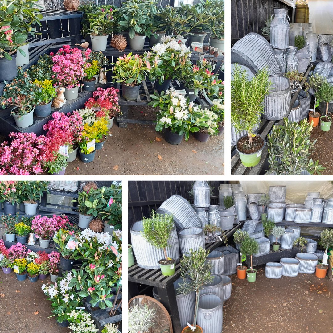 Newly arrived in our Plant Centre are beautiful shade-loving plants, including Azaleas, Pieris, and Rhododendrons. There’s also a great new range of galvanised metal planters – perfect for popping in a Pieris on a shady step!