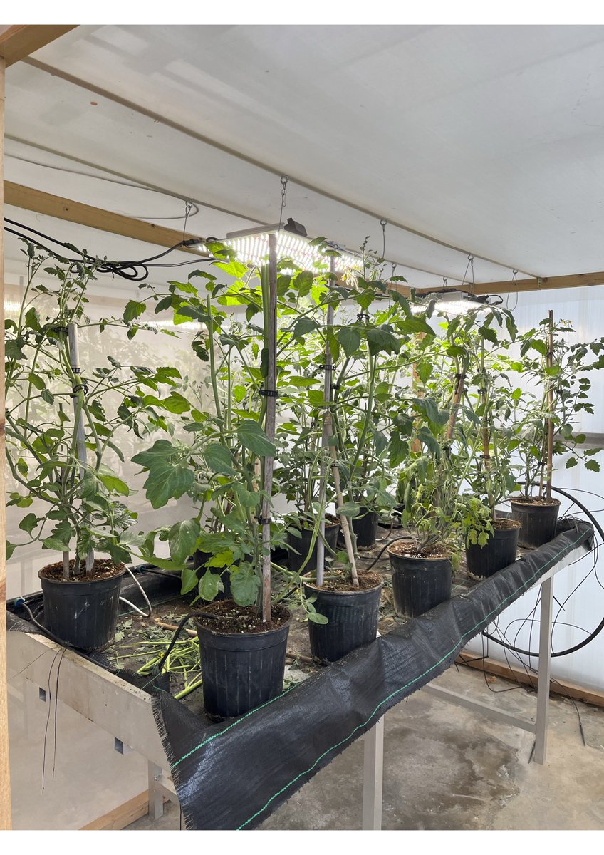 🧵#VIRTIGATION coordinator @biosystkuleuven is developing #biopesticide #formulations to control the #BemisiaTabaci #whitefly. The #efficacy of these formulations is currently being tested in #Greenhouse #FieldTrials at the facilities of our partner @unict_it in #Sicily 🇮🇹👇