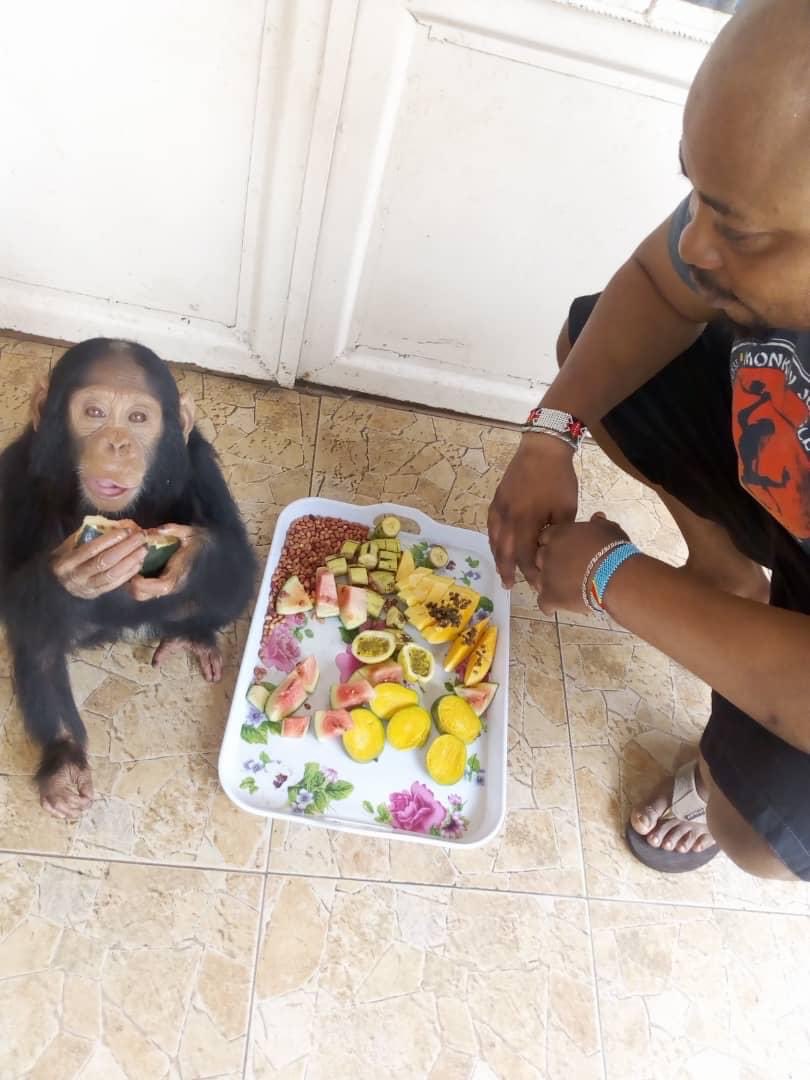 Today, exactly four years ago, ⁦@conserv9808⁩ had just rescued ‘Libosso’, an infant chimp destined for sale illicitly in France. He was rescued and stayed with me during the whole lockdown period, together with 2 more apes and 7 monkeys, I learnt a lot !