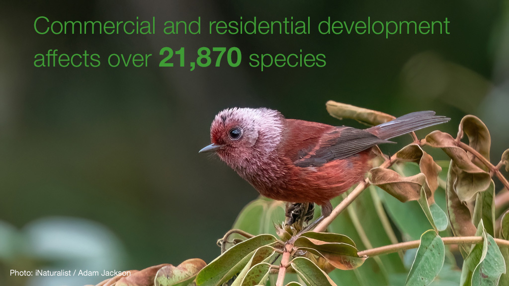 By 2030, it is estimated that cities will expand to cover an additional 290,000 km2 of natural habitat. Rapid and uncontrolled #urbanisation brings dramatic environmental change, most often negative. Our Issues Brief explains what can be done: bit.ly/3QcH00f