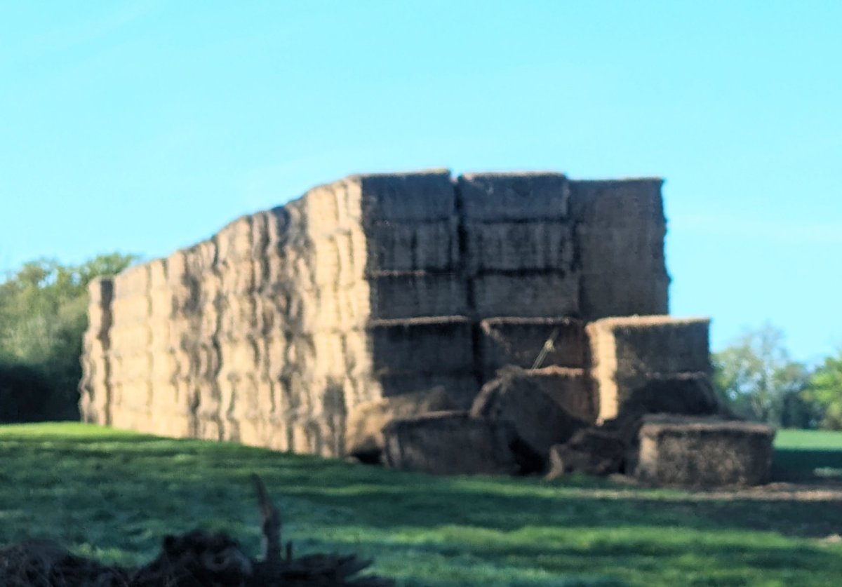 After this year's wet winter I've noticed a number of #straw stacks collapsing on field headlands. Please check stacks for falling bales & carefully make safe. Maybe even courden the area off, particularly if near to a public #footpath. @yellowwelliesuk @NFUtweets #GoHomeSafe