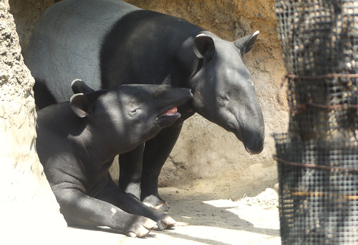 おかあさん❤️
📷2024.4.13
#ズーラシア #よこはま動物園 #ZOORASIA
#マレーバク #Malayantapir #ひでお #ロコ