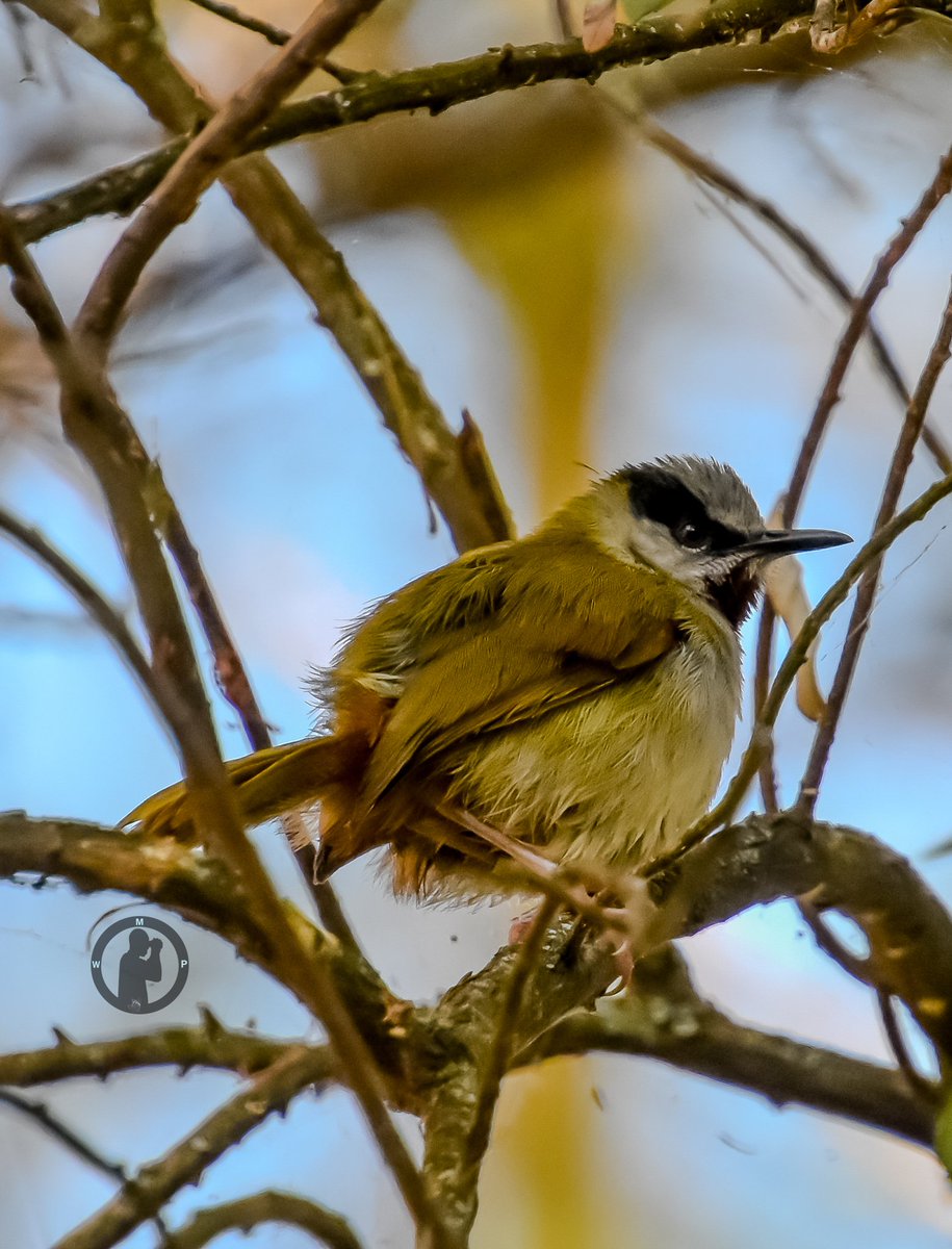 Grey-capped Warbler - Eminia lepida 

Elsamere,Lake Naivasha,Kenya.(march 2024)

#martowanjohiphotography #birdwatching254 #birdwatchingwithmartowanjohi #BirdsSeenIn2024 #birdsoftwitter #twitternaturecommunity #birdsphotography #warbler #naivasha #nikon #tamronlens #bdasafaris