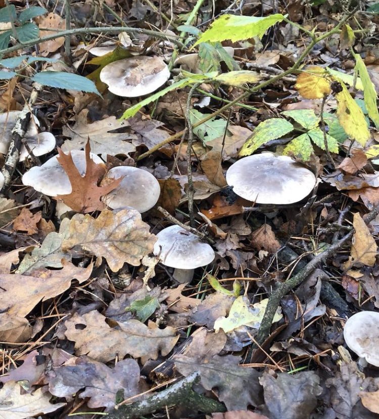 De #fotochallenge van @jolandabrwr #camer_a_pril #dag18 met het thema #verstoppertje Deze paddestoelen hadden zich verdekt opgesteld...